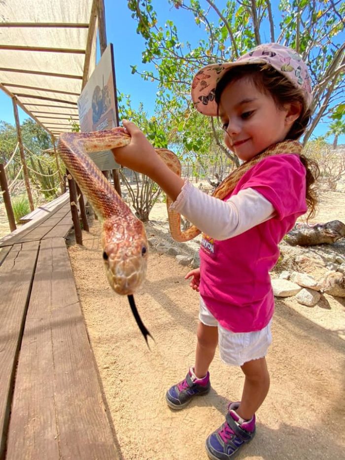 Baja-california-sur-wild-canyon-serpiente