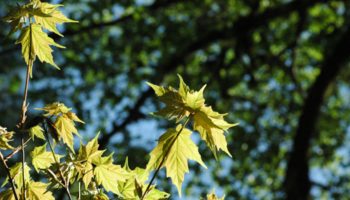Step Into the Maple Forest