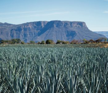 Try Agave