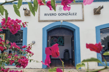 Try and Buy Wines in the Bodega Rivero González
