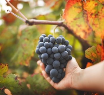 Experience the Wine Route