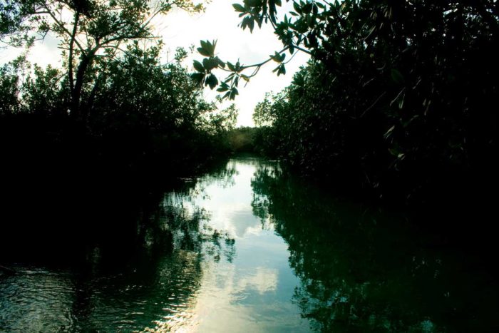 Laguna-tulum-reserva-manglar