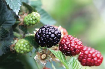 Wander Through the Blackberry and Avocado Groves