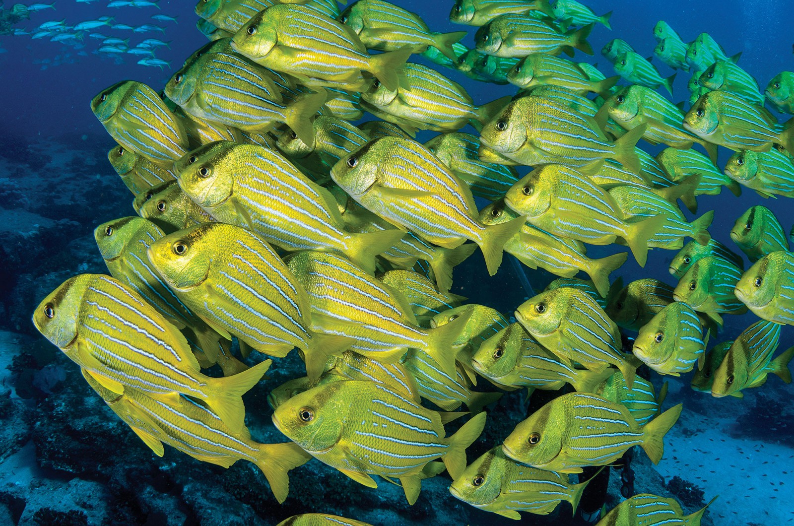 Parque Nacional Cabo Pulmo