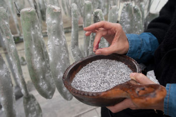 Visita una granja de grana cochinilla