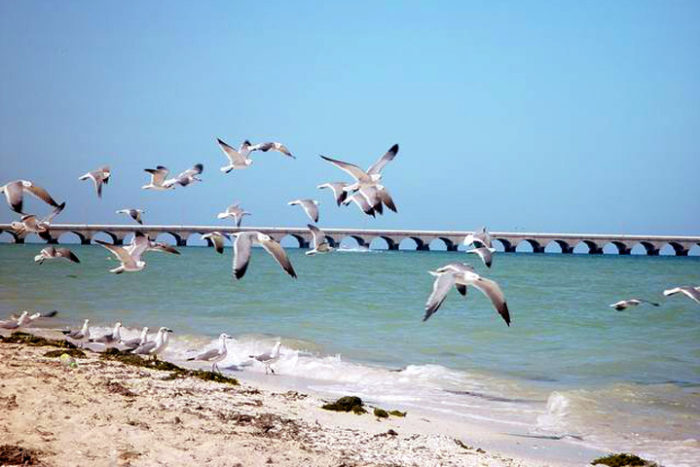 Puerto-Progreso-gaviotas-mar-arcos-Yucatán