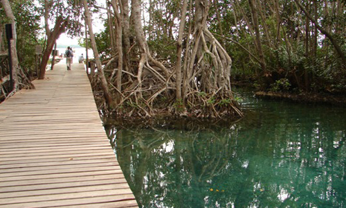 Ría-Celestún-Yucatán-Flamencos
