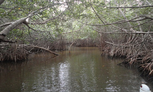 Ría-Celestún-Yucatán-río-manglar