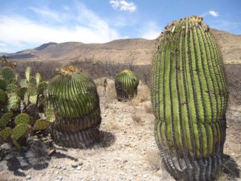 Giant Cacti