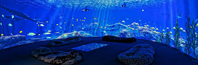 UNIVERSUM-CU-UNAM-CDMX-Oceano