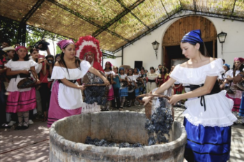 Parras Grape Harvest