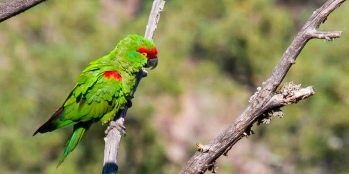 Haz un recorrido por Casas Grandes con un experto