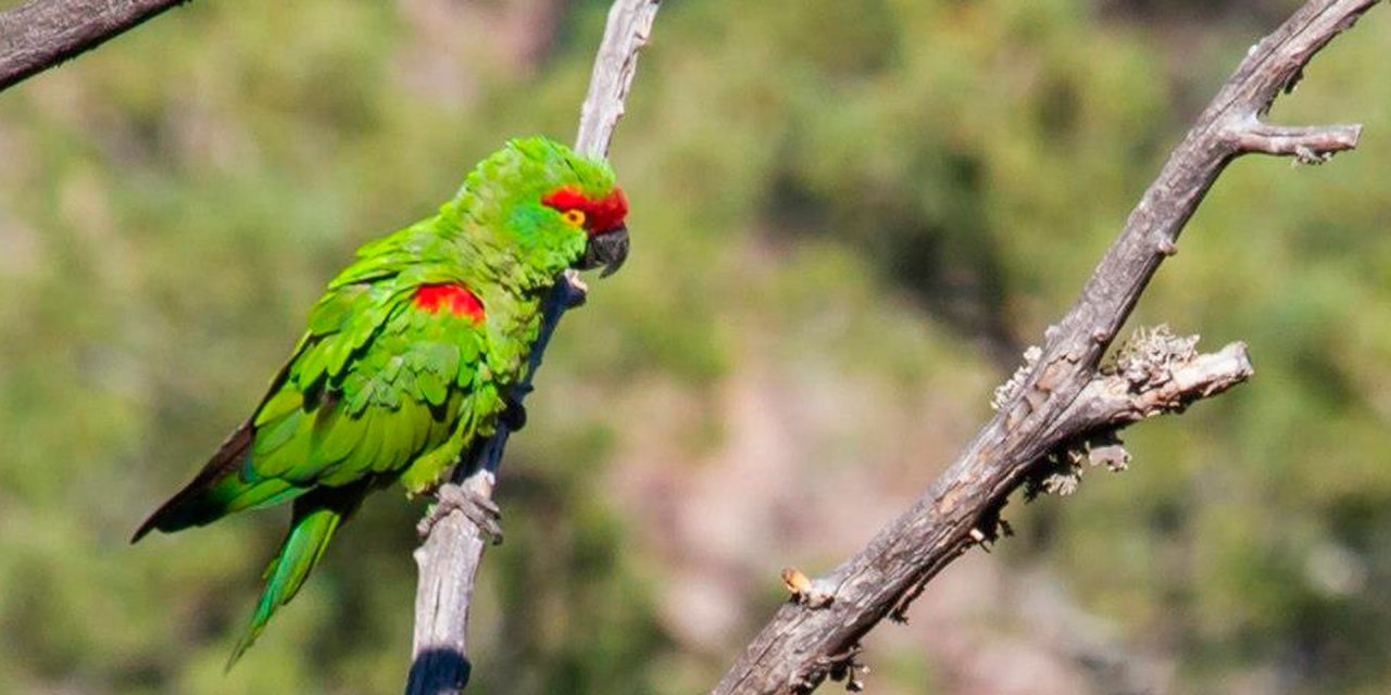 Haz un recorrido por Casas Grandes con un experto