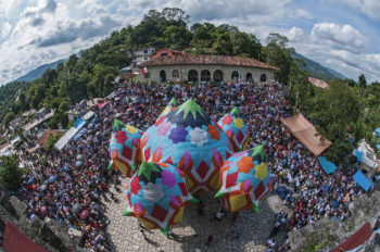 Admire the Ceras Escamadas and Chinese Lanterns