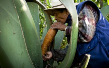 Fair of Cheese, Wood and Pulque