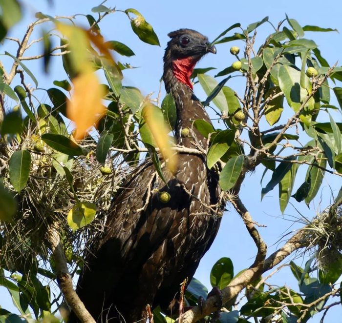 aves-Sonora-alamos