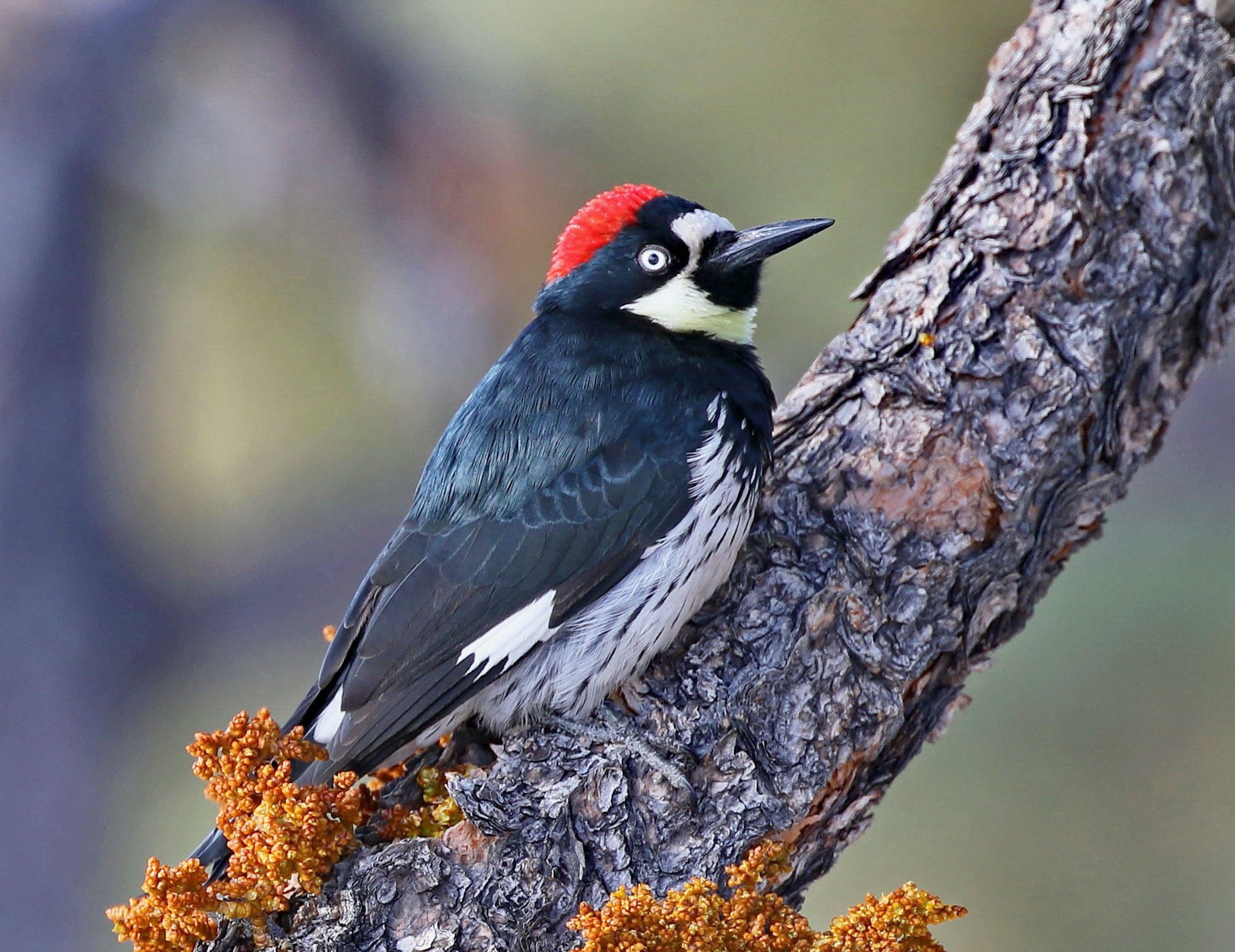 Observación de aves en Batopilas