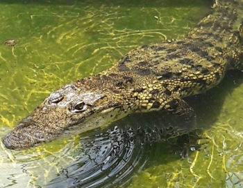 Crocodile and Turtle Conservation Farm