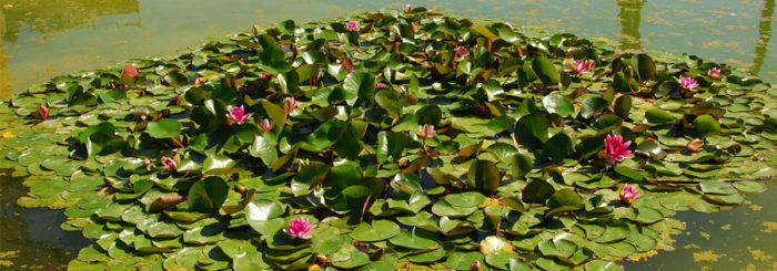 Jardín Etnobotánico y el Museo de Medicina Tradicional Herbolaria