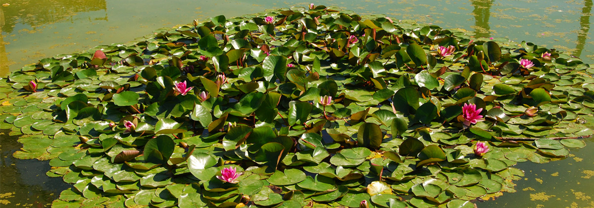 Jardín Etnobotánico y el Museo de Medicina Tradicional Herbolaria