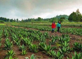 Walk Among the Magueys at Hacienda Amoltepec