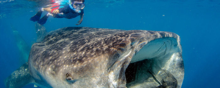 Nada con el tiburón ballena