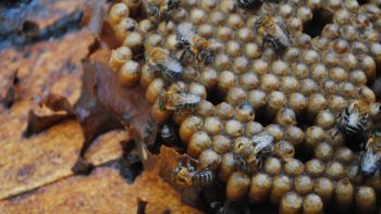 Learn about Honey in Xkopek Parque Apícola