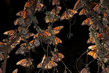 Visit a Monarch Butterfly Sanctuary