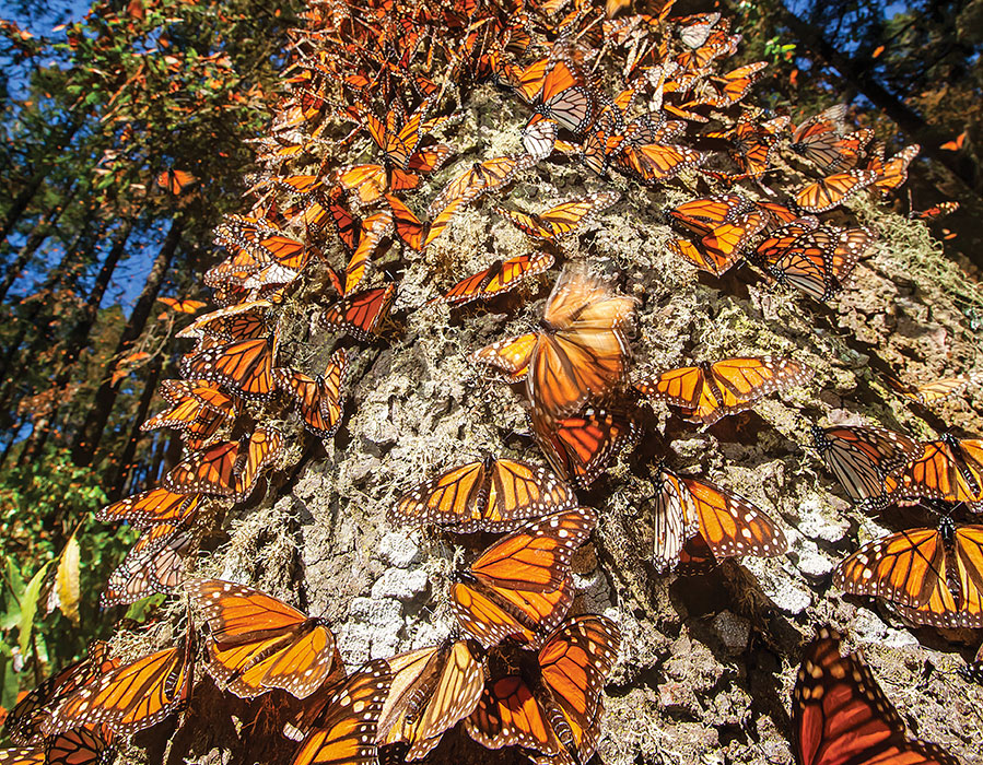 Tours de la Mariposa Monarca