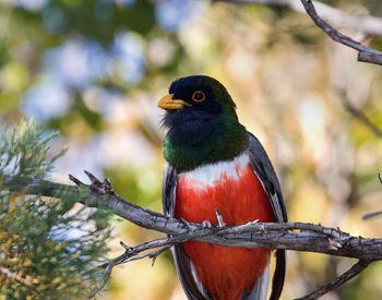 Observa aves endémicas