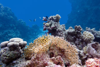 Scuba Dive in the Gran Arrecife Maya