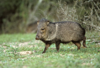 El Jabalí Conservation Reserve