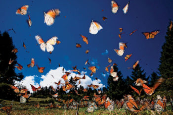 Witness the Monarch Butterfly Spectacle