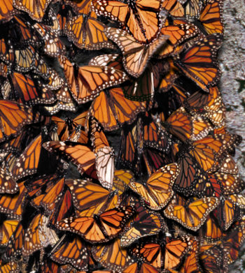 Monarch Butterfly Festival