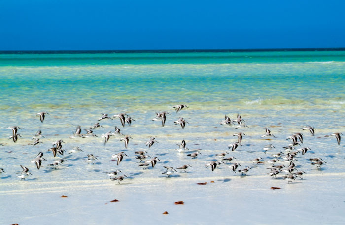 Aves en Holbox