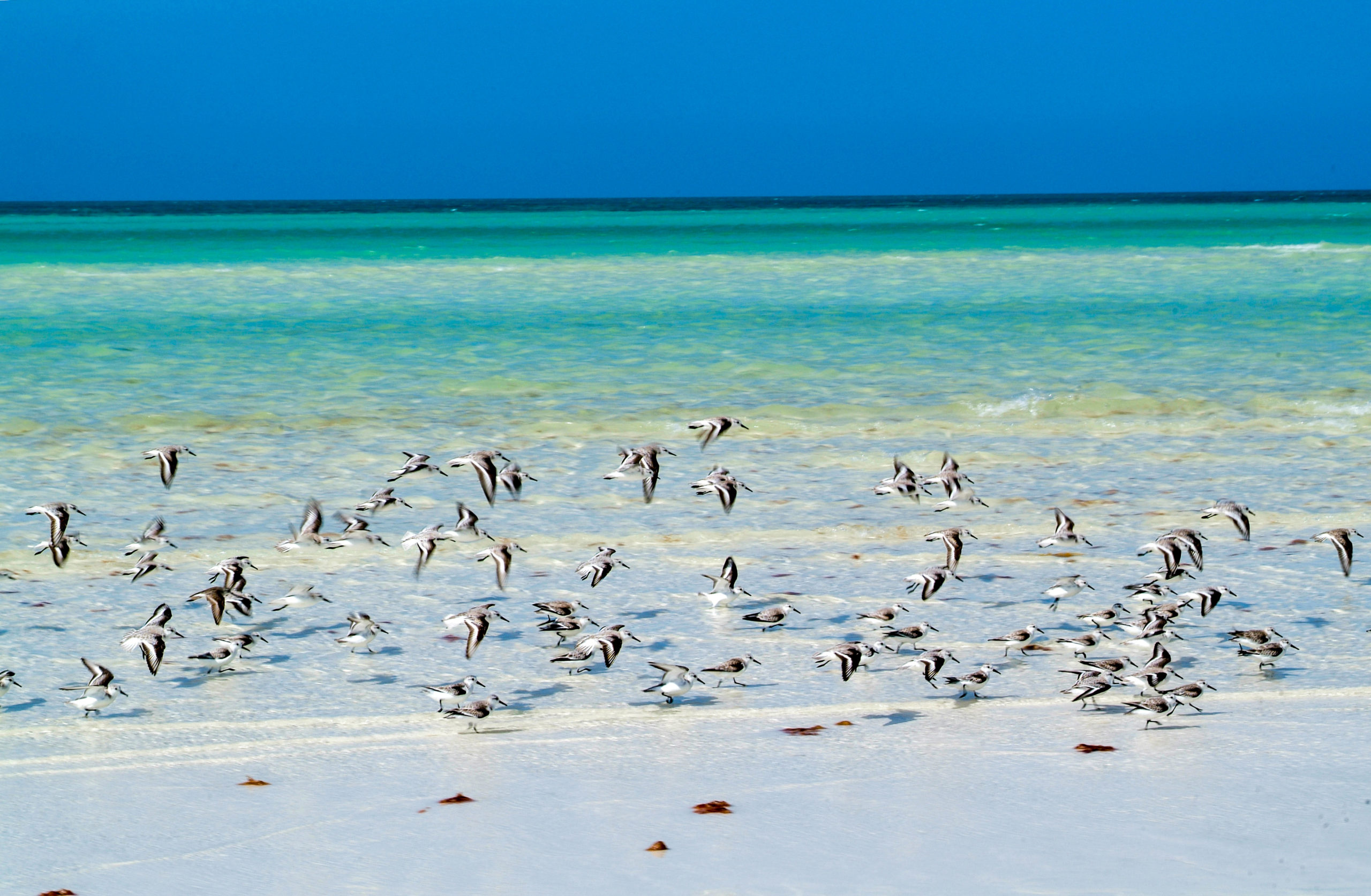Aves en Holbox