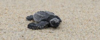 Sea Turtle Festival