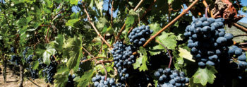 Grape Harvest Festival