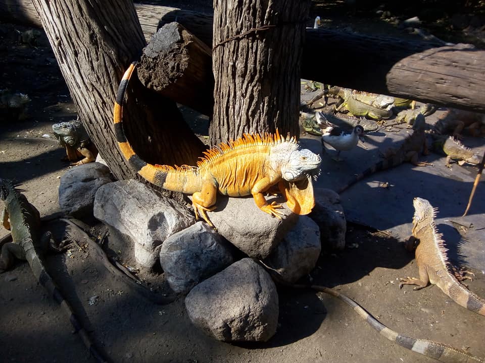 Iguanario Archundia