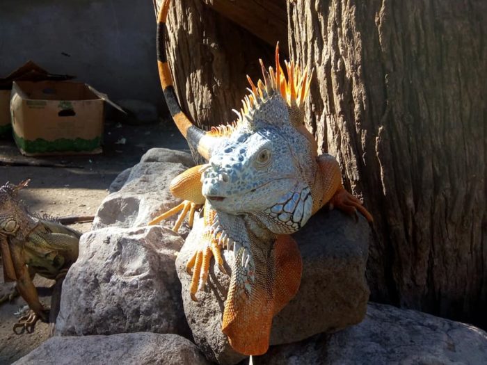 Iguanario Archundia