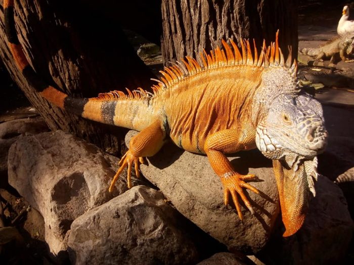 Iguanario Archundia