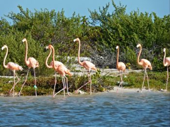 Spot Flamingos