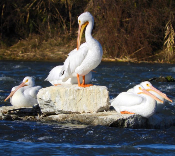 Disfruta la biodiversidad de Río Grande