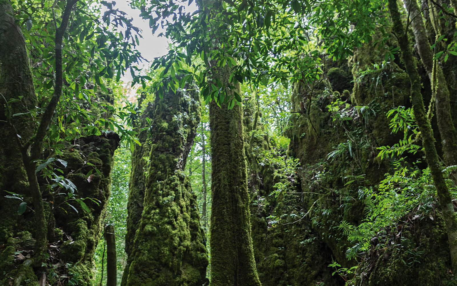 Biosfera El Cielo