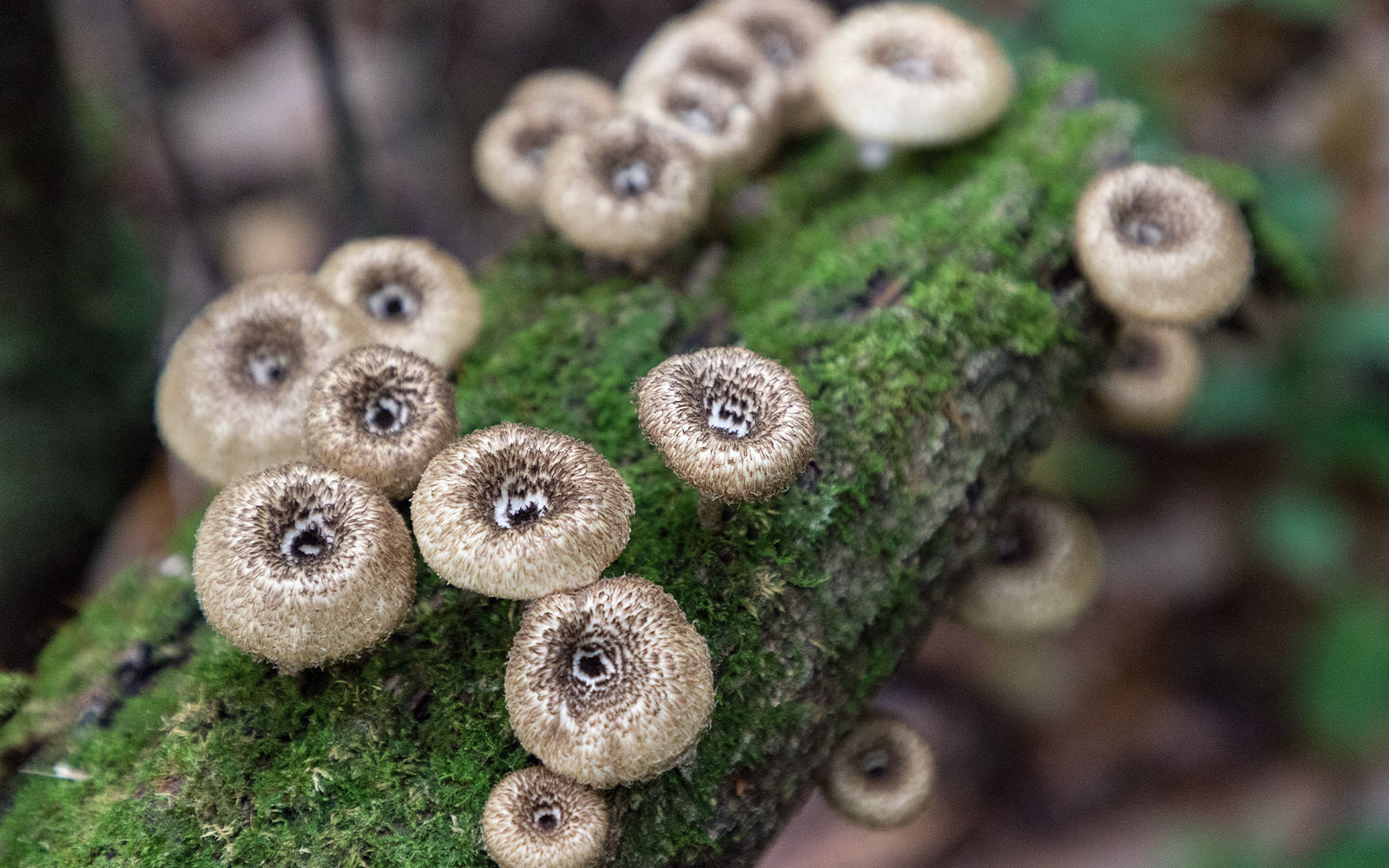 Biosfera El Cielo