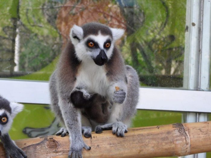 Centro Interpretativo Ecológico