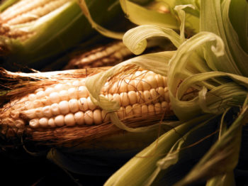 Recorre la Ruta de la Milpa