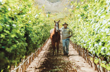 Savor the Produce of Relieve Winery 