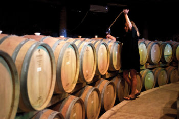 Learn About Wine Production in AlXimia