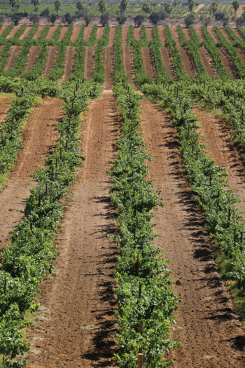 Sumérgete en la vitivinícola Château Camou